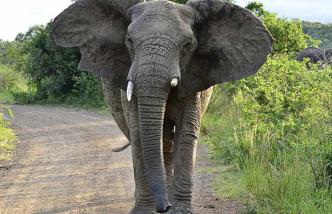 Hluhluwe Imfolozi Park - Full-Day Tour - Photo 4
