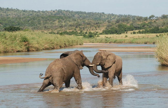 Hluhluwe Imfolozi Park - Full-Day Tour - Photo 3