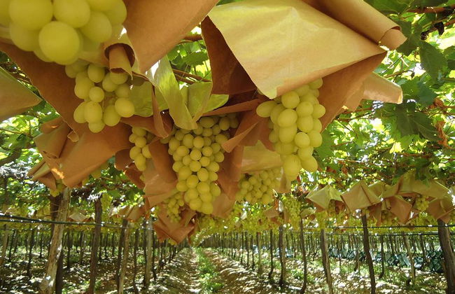 Ruta del vino mexicano con degustación - Tour privado - Foto 4