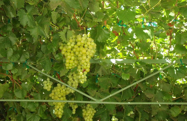 Ruta del vino mexicano con degustación - Tour privado - Foto 3