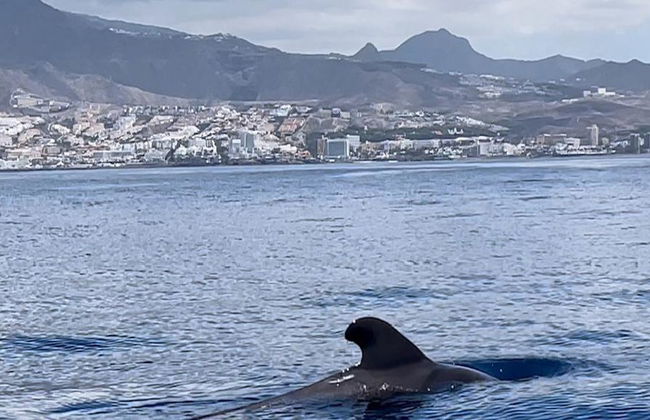 Excursiones de avistamiento de ballenas, delfines y tortugas - Foto 2