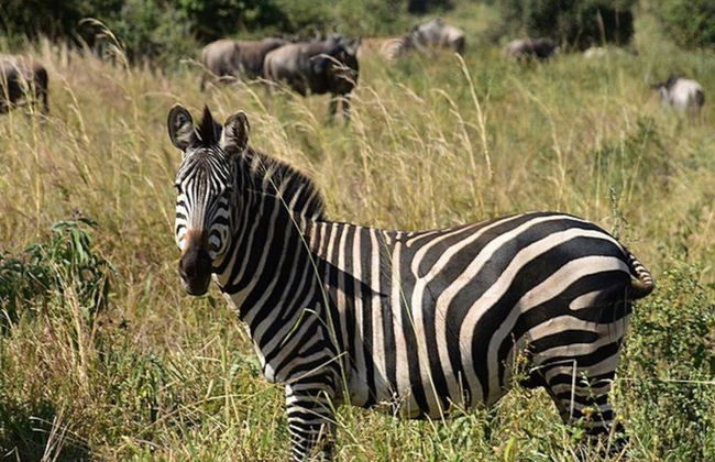 Parque Nacional Tarangire - Excursión privada de día completo - Foto 4