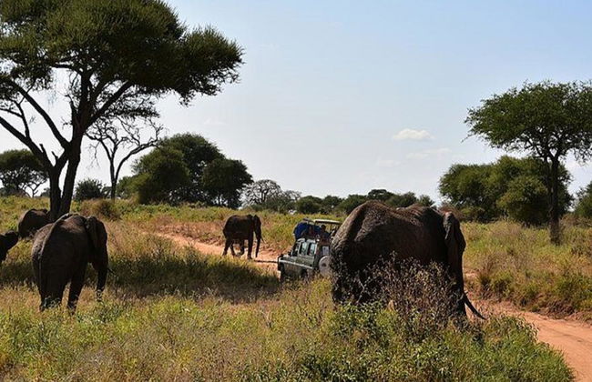 Parque Nacional Tarangire - Excursión privada de día completo - Foto 2