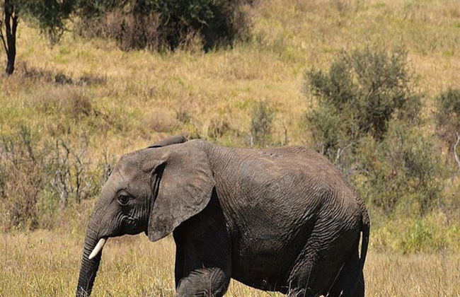 Parque Nacional Tarangire - Excursión privada de día completo - Foto 3