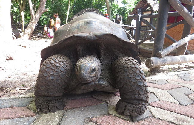 Tour por la isla de la Prisión - Foto 2