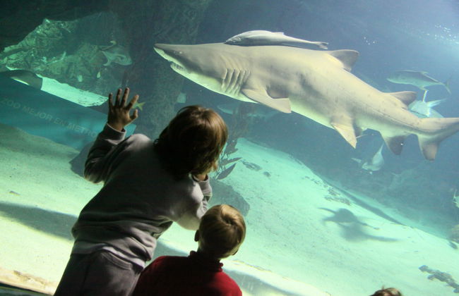 Zoo Aquarium Madrid - Foto 11