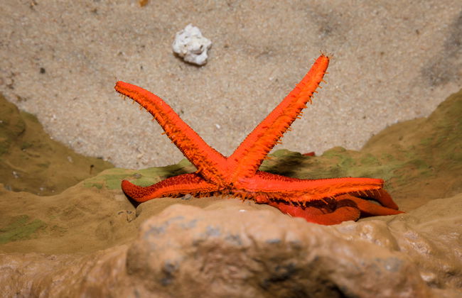 Aquarium Costa de Almería - Foto 10