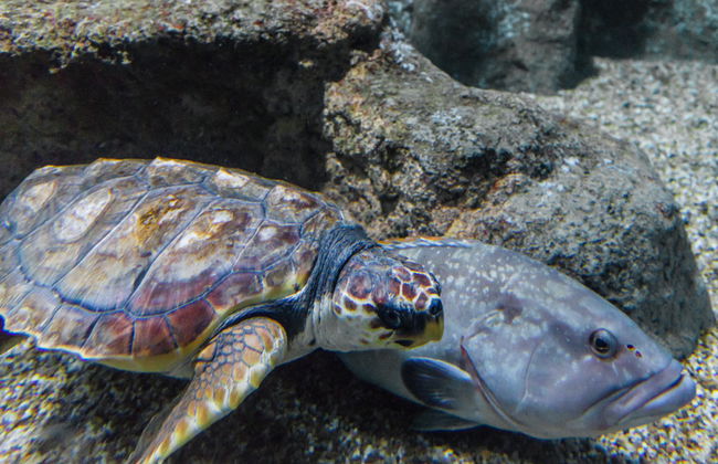 Aquarium Costa de Almería - Foto 11