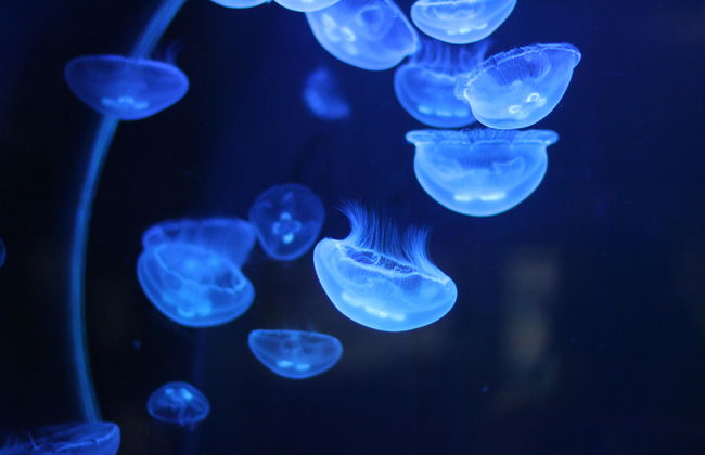 Aquarium Costa de Almería - Foto 13