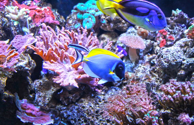 Aquarium Costa de Almería - Foto 14