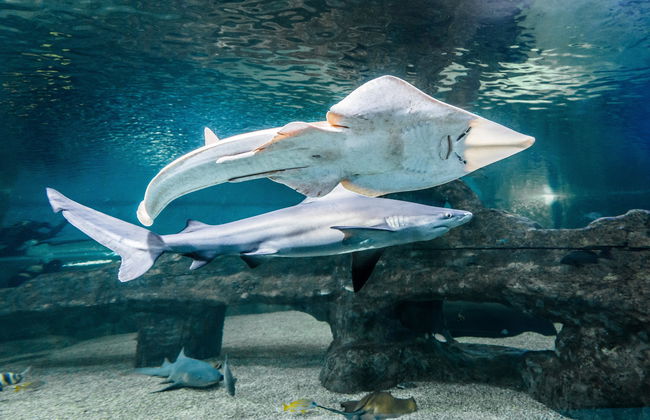 Aquarium Costa de Almería - Foto 9