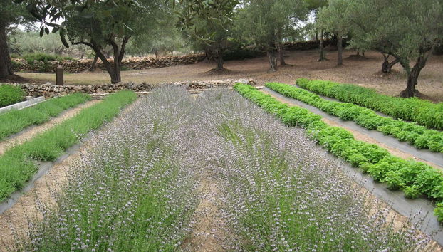 Jardín Botánico - Ecoherbes Park - Foto 2