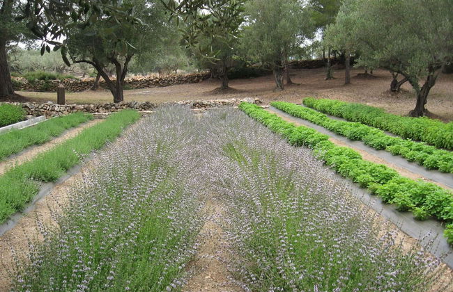 Jardín Botánico - Ecoherbes Park - Foto 2
