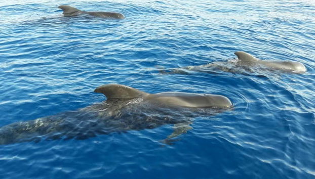 Southern Tenerife Yacht Charter - Photo 3