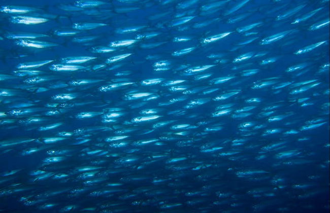Snorkeling alle isole Cabras - Foto 8