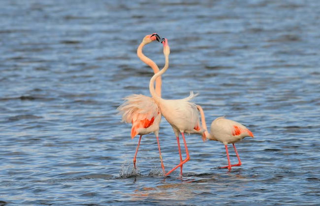 Visita guiada por el Parque Nacional de Doñana - Foto 5