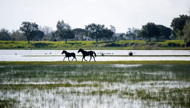 Visita guiada por el Parque Nacional de Doñana - Foto 3