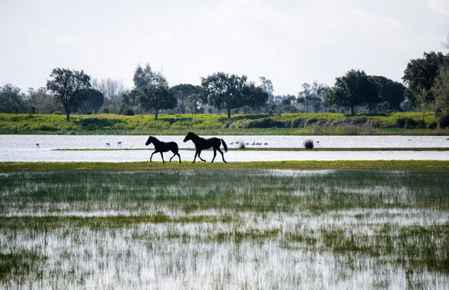Visita guiada por el Parque Nacional de Doñana - Foto 3