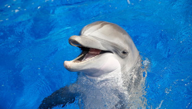Marineland Catalunya - Foto 5