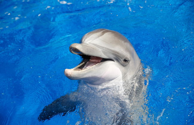 Marineland Catalunya - Foto 5