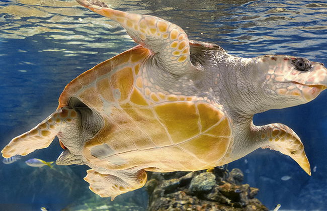 Atlantis Aquarium Madrid - Foto 1