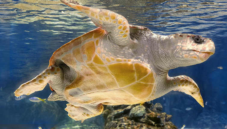 Atlantis Aquarium Madrid