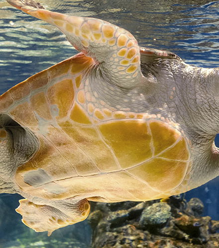 Foto de Atlantis Aquarium Madrid