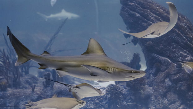 Atlantis Aquarium Madrid - Foto 2