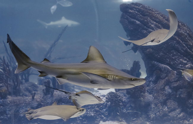 Atlantis Aquarium Madrid - Foto 2