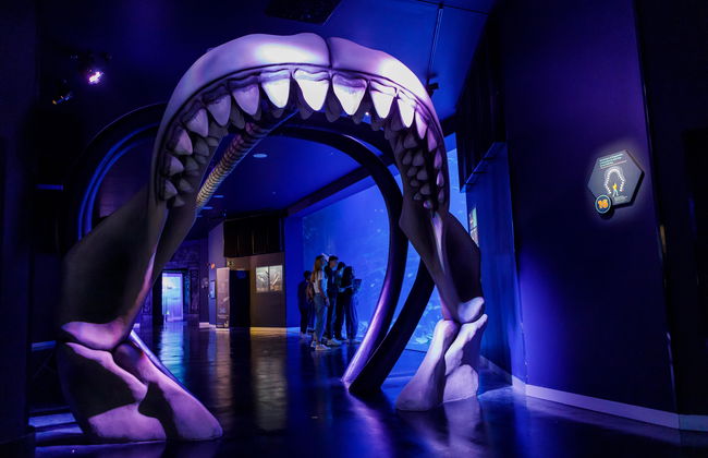 Atlantis Aquarium Madrid - Foto 4