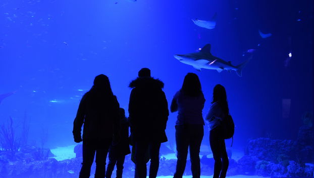 Atlantis Aquarium Madrid - Foto 5