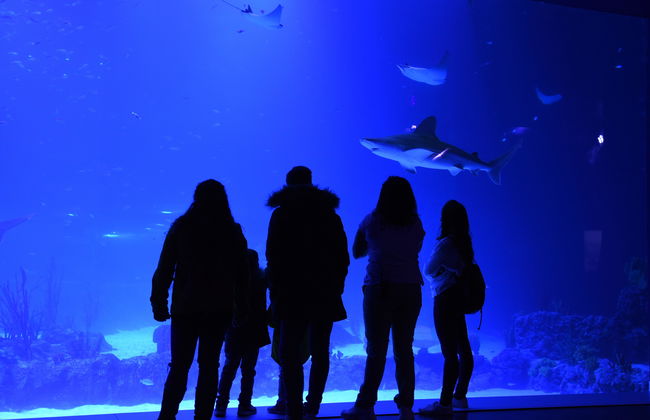 Atlantis Aquarium Madrid - Foto 5