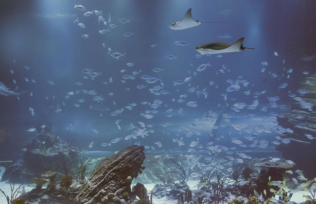 Atlantis Aquarium Madrid - Foto 6