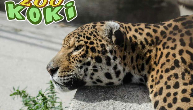 Zoo Koki - Foto 5
