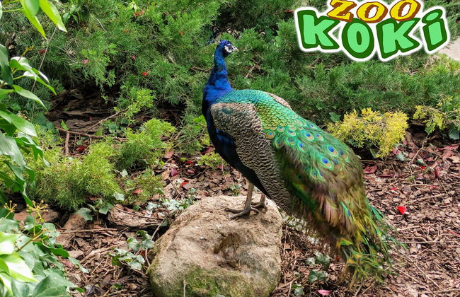 Zoo Koki - Foto 1