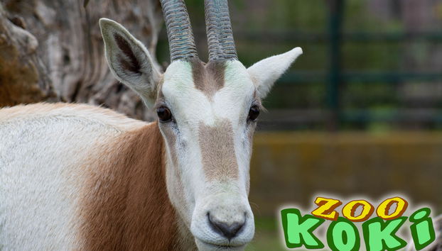 Zoo Koki - Foto 4