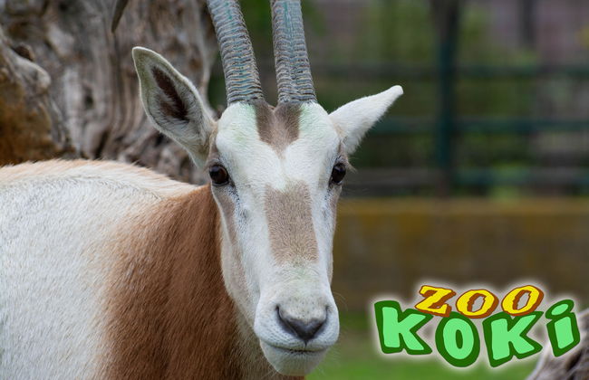Zoo Koki - Foto 4