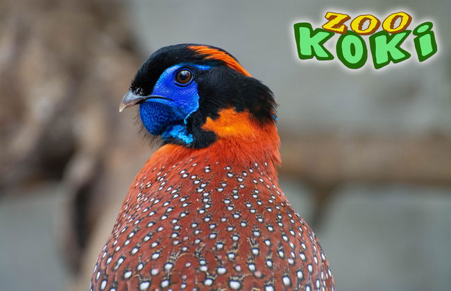 Zoo Koki - Foto 3