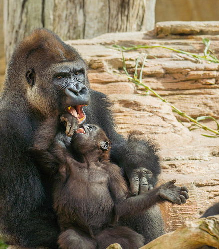 Bioparc Fuengirola