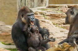 Bioparc Fuengirola