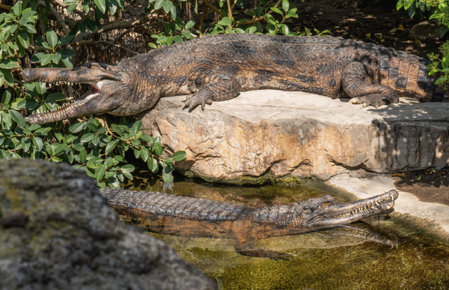 Bioparc Fuengirola - Photo 16