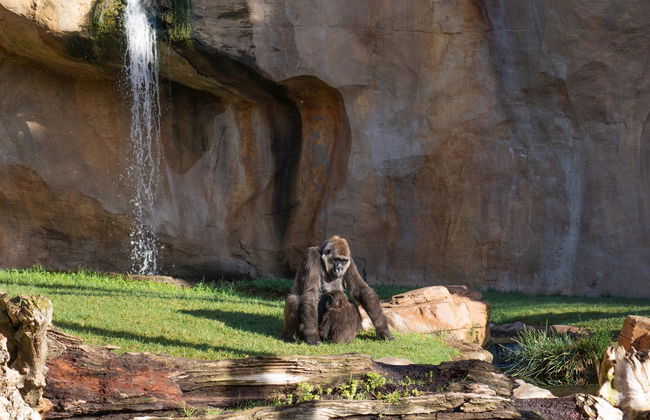 Bioparc Fuengirola - Foto 8