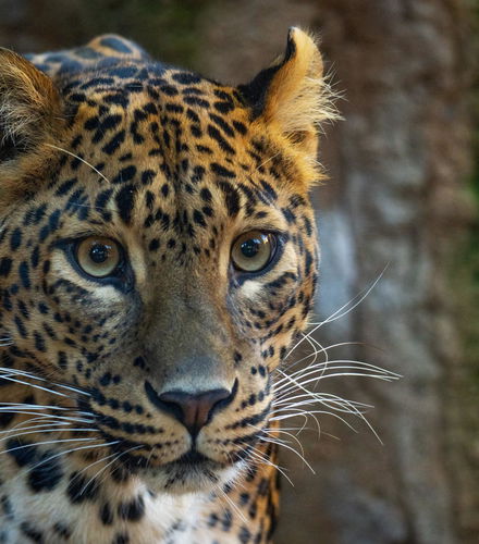 Foto de Bioparc Fuengirola