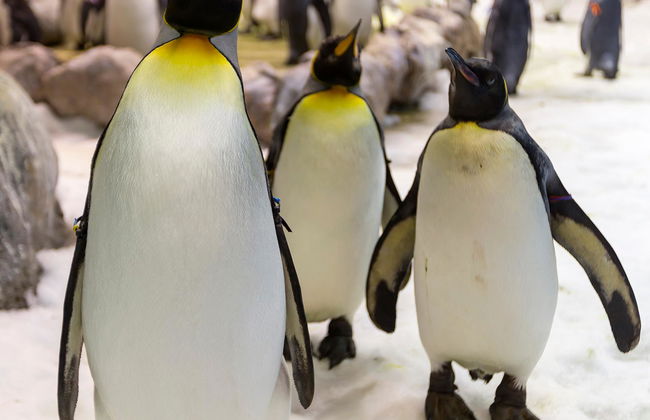 Loro Parque - Foto 2