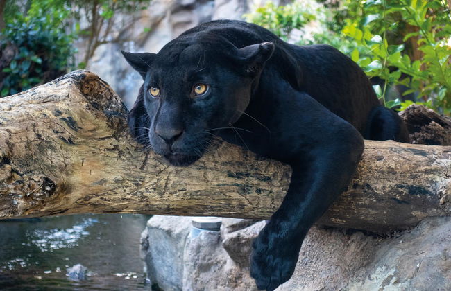 Loro Parque - Foto 10