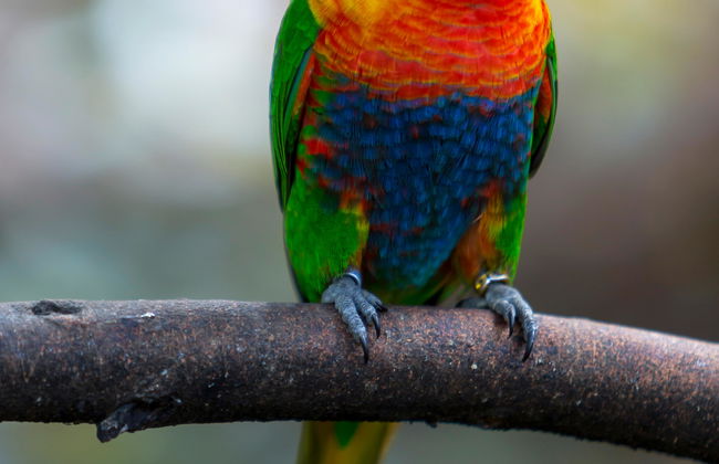 Loro Parque - Foto 3