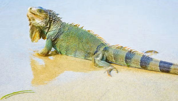 Excursión al Parque Tayrona - Foto 4