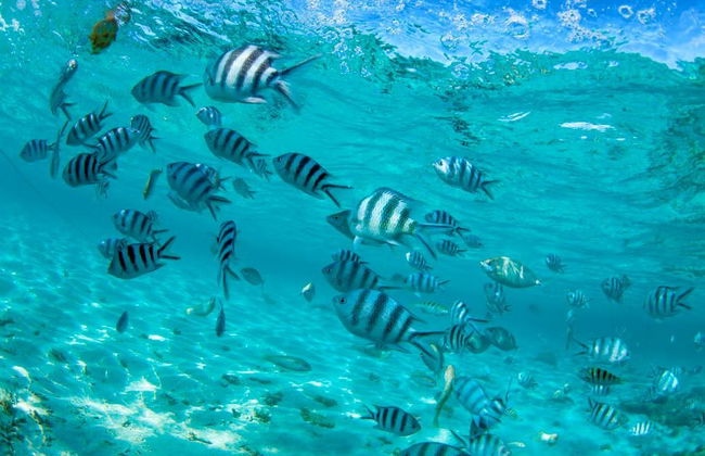 Sea walker en Isla Mauricio - Foto 5