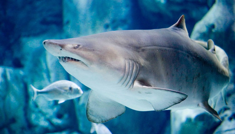 Gijón Aquarium