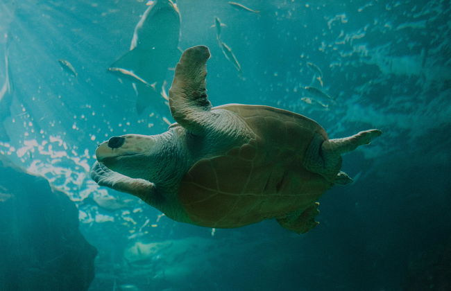 Gijón Aquarium - Photo 2
